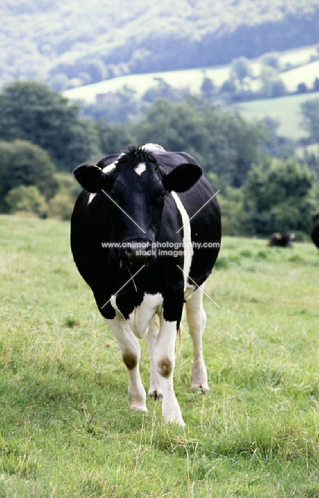 holstein friesian cow front view