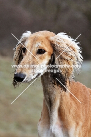 Saluki