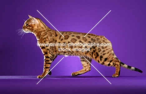 side view of Bengal cat on purple background