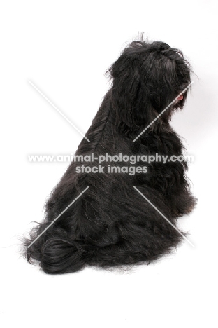 Black & White & Tan Tibetan Terrier, back view