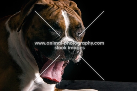 boxer yawning