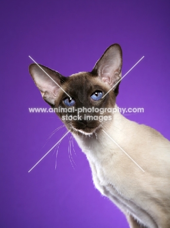 Siamese cat portrait