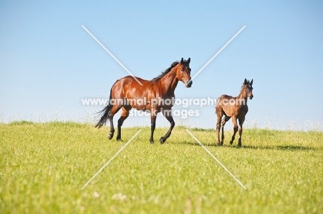 quarter horse with her foal