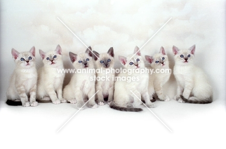 eight Snowshoe kittens