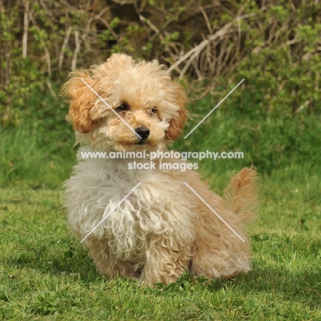 apricot coloured toy Poodle
