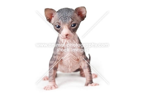 3 week old Sphynx kitten