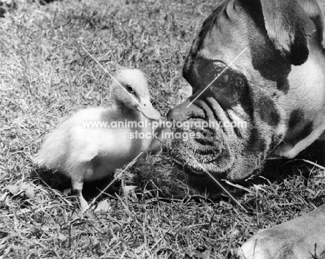 Boxer looking at duckling