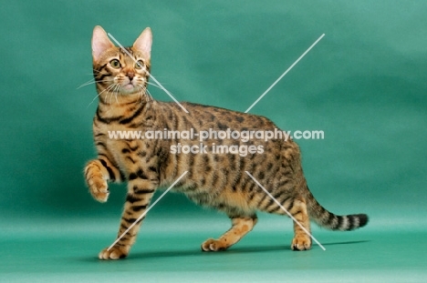 Brown Spotted Tabby Bengal on green background, one leg up