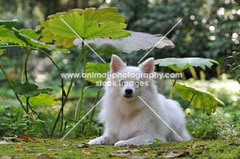 Volpino Italiano (aka Italian Spitz)