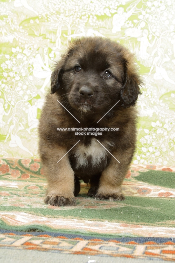 Honey with Black Mask, 6 week old Leonberger puppy, front view