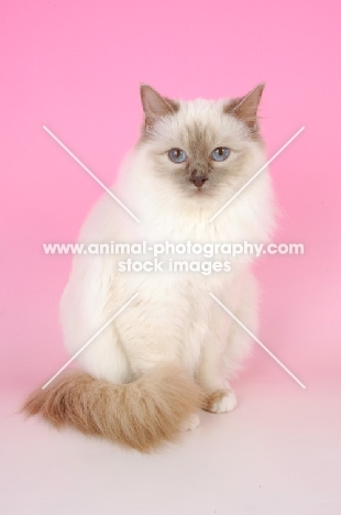 Lilac Point Birman