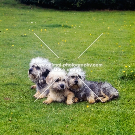three dandie dinmont terriers relaxed on grass
