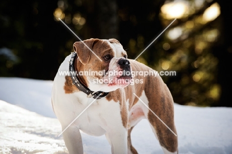 Old English Bulldog