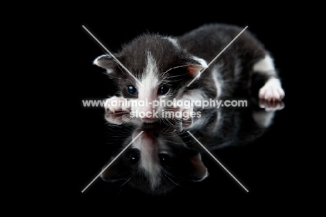 kitten lying down, reflection, 2 weeks