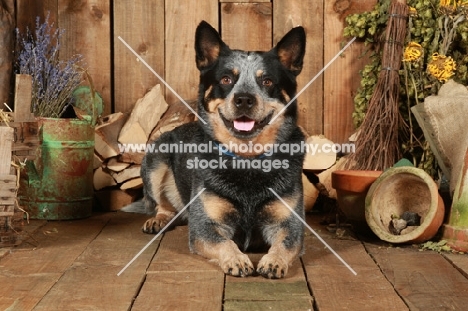 Australian Cattle Dog in garden