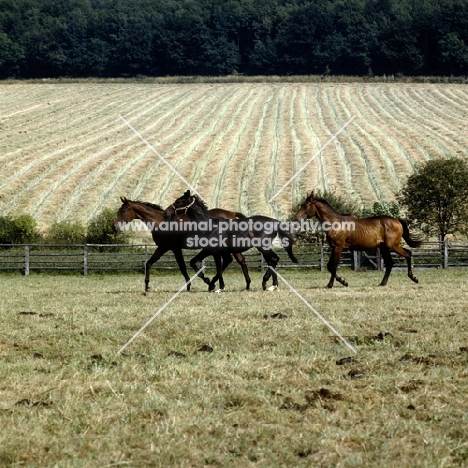 young trakehners at gestüt webelsgründ