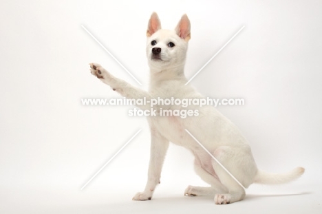 Kishu puppy, one leg up