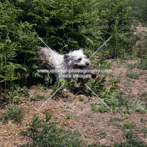 glen of imaal terrier carrying rabbit skin