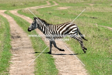 zebra running in kenya
