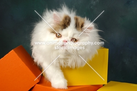 persian cat with cubes