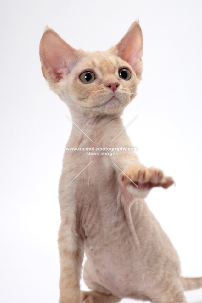 young cream Devon Rex, begging, white background