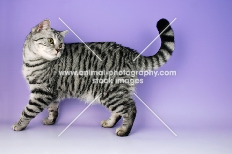 british shorthair cat looking back, silver spotted tabby colour