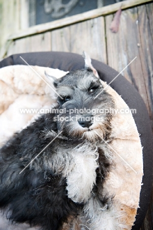 miniature schnauzer puppy in bed