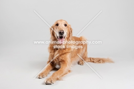 Golden Retriever lying on grey studio background, smiling.