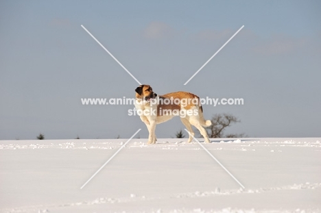 Transmontano Mastiff in snow
