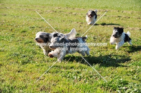 four Polish Lowland Sheepdogs