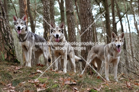 three Saarloos Wolfhounds
