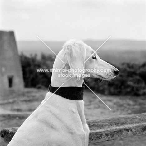 ch burydown freyha, saluki portrait, side view