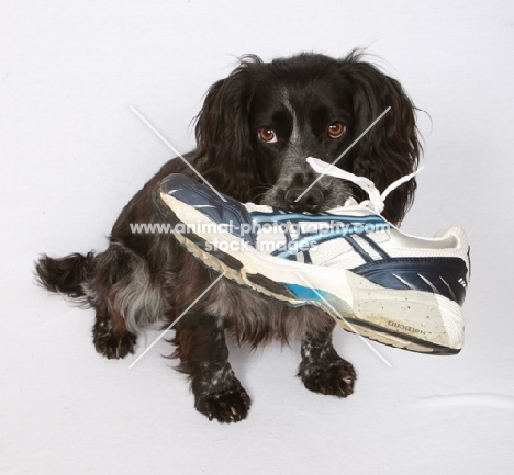 black Cocker Spaniel with shoe