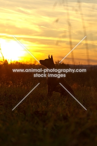 Thailand Ridgeback sitting in sunset