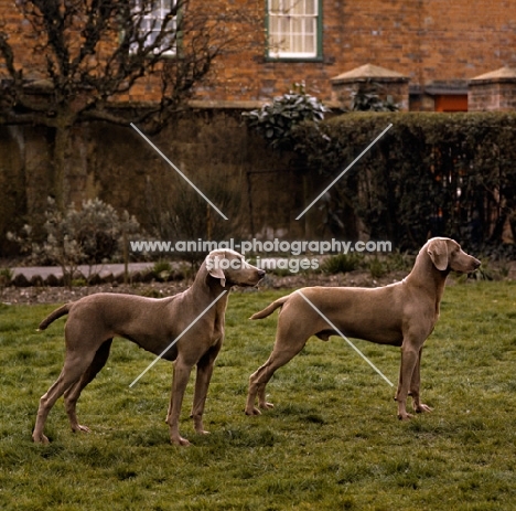 ch wolfox bittersweet, left,  two weimaraners on a lawn