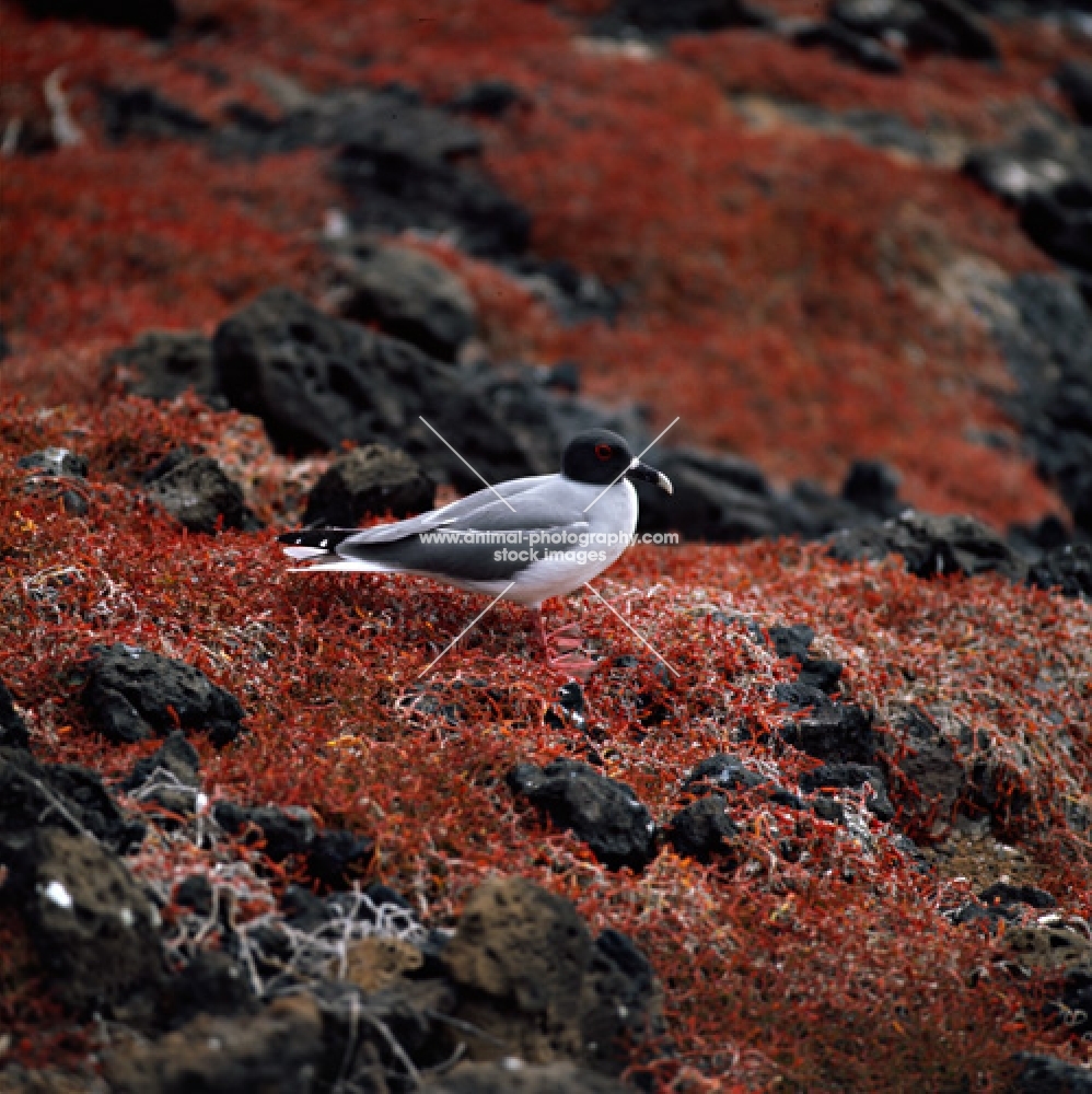 swallow tailed gull on sesuvium plants, champion island, galapagos islands