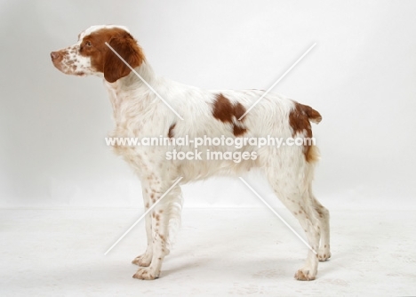 Australian Champion Brittany standing on white background