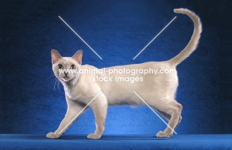 Tonkinese side view, tail up