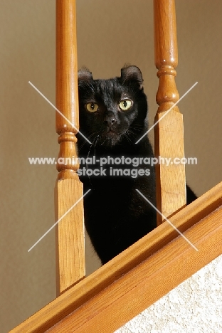 black American Curl on stairs