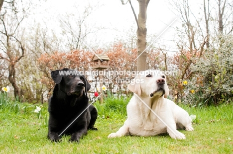 Two Labrador Retrievers lying down and posing for a photograph together.