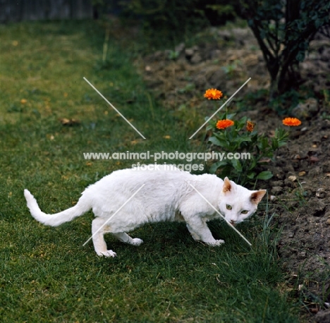 ch annelida icicle, devon rex cat in a garden