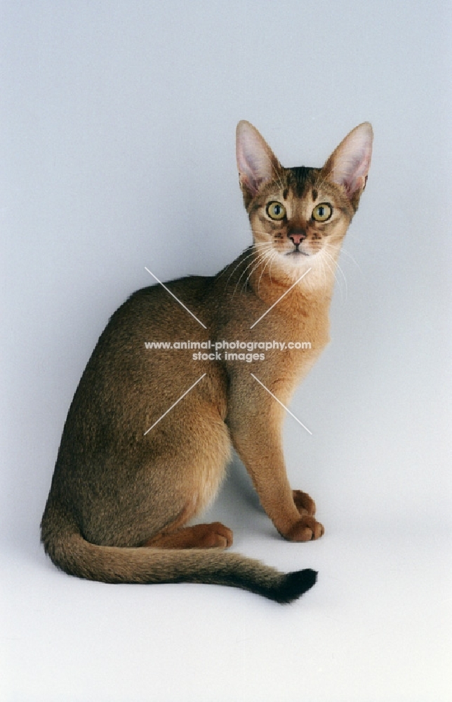 abyssinian sitting in studio