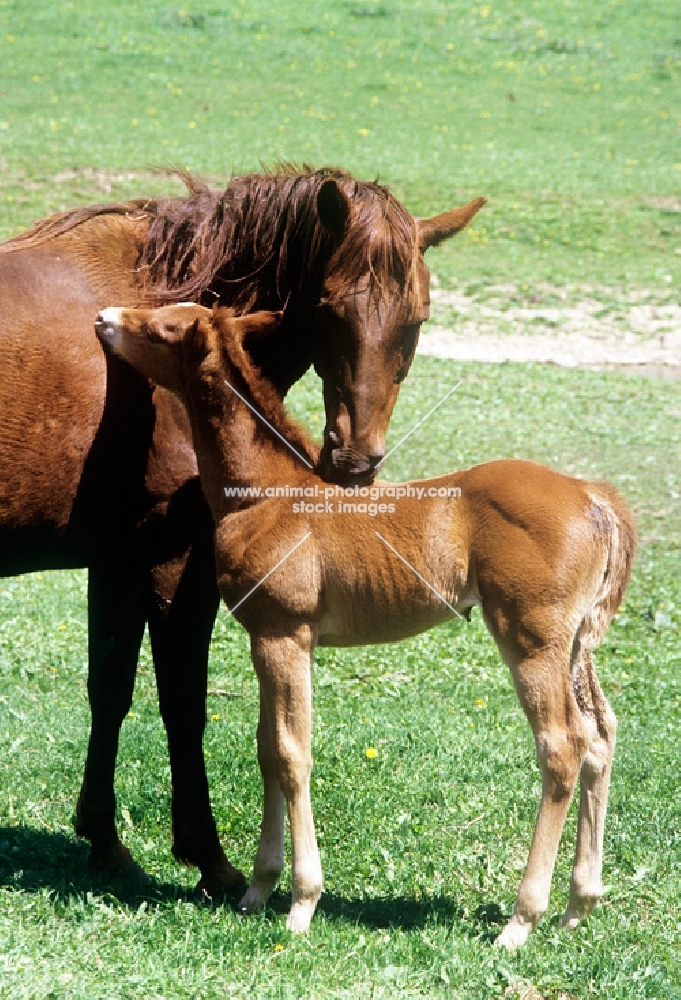 quarter horse mare nuzzling  her foal in usa