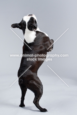 Boston Terrier jumping up