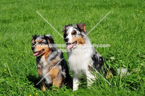 Two Miniature Australian Shepherd (minnie aussies)