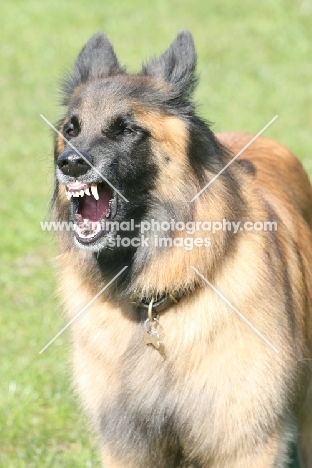 Belgian Shepherd Dog, Malinois barking