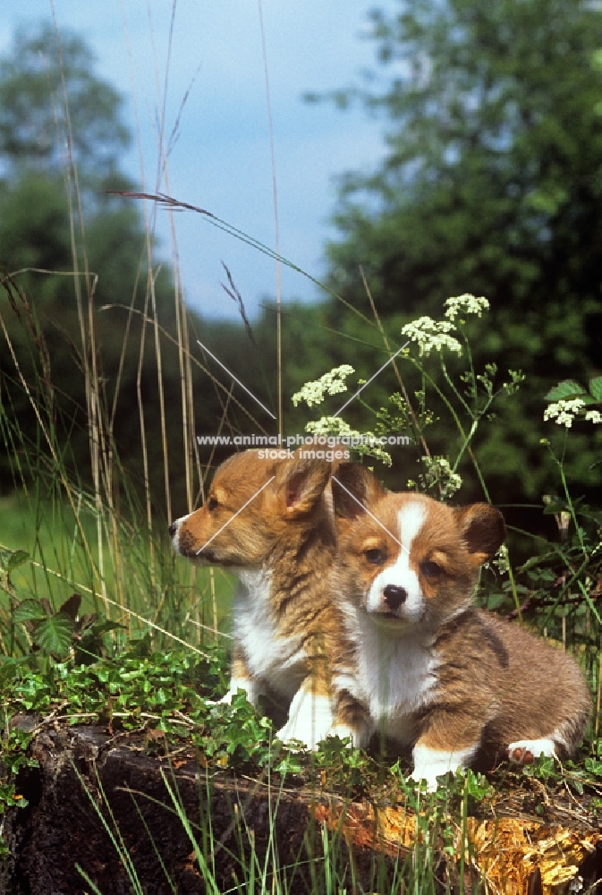 two pembroke corgi puppies on a log