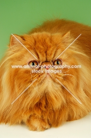 red Persian on green background