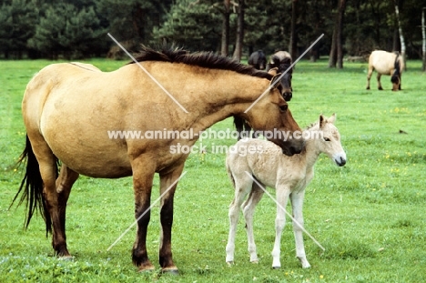 dulmen pony mare nuzzling her foal