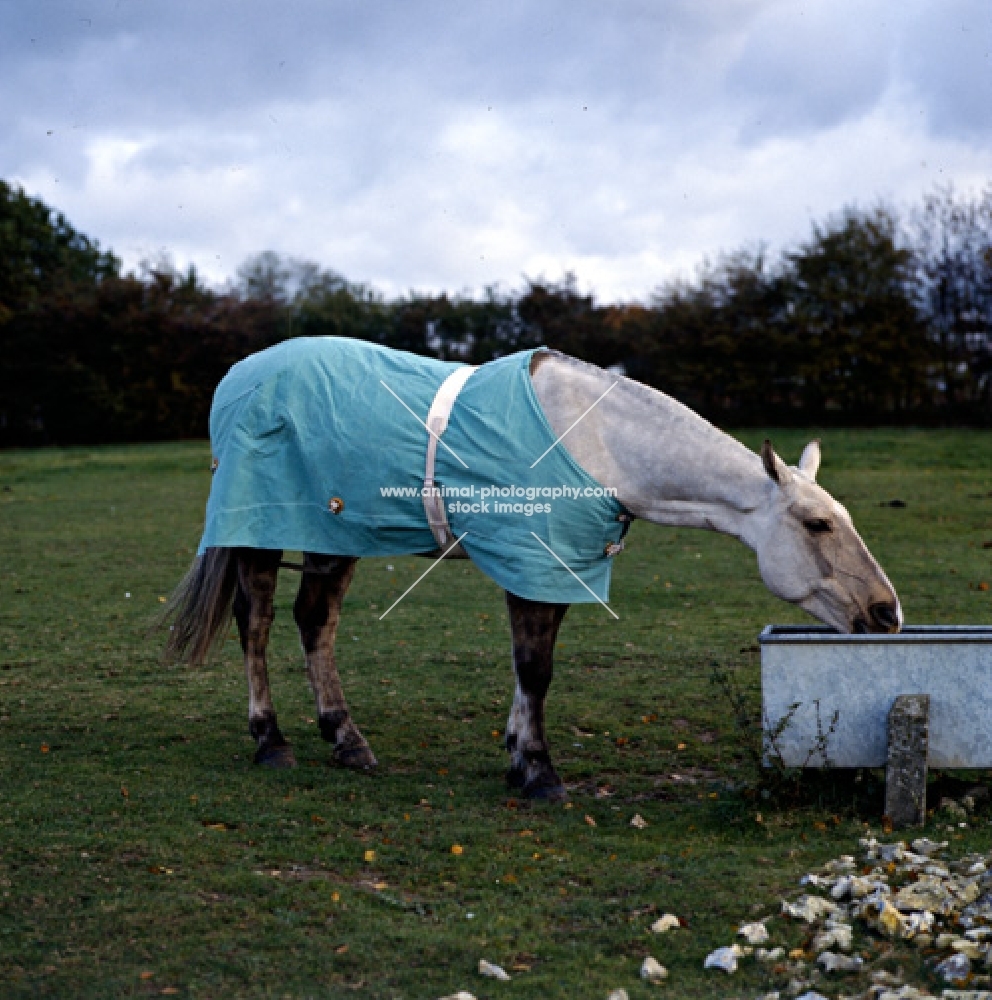 cob wearing new zealand rug